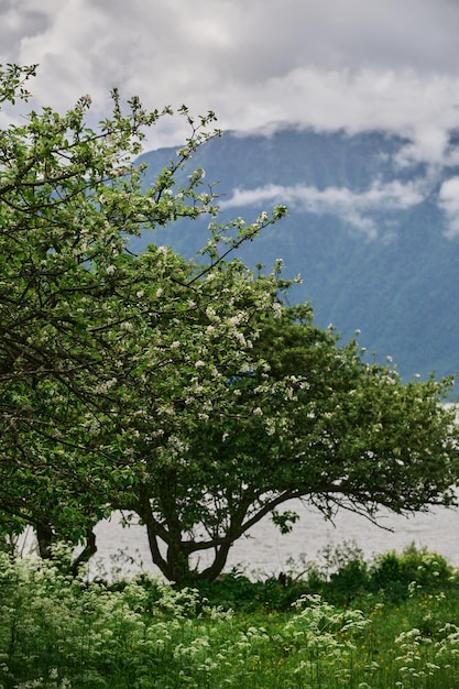 Blühender apfelbaum auf einem unscharfen natürlichen hintergrund. selektiver fokus.