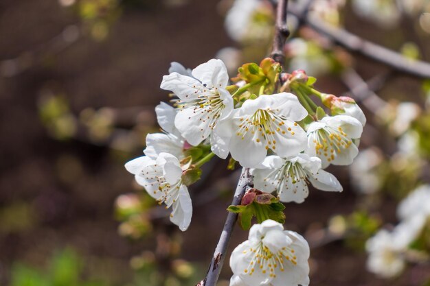 Blühender Apfelbaum auf einem verschwommenen natürlichen Hintergrund Selektiver Fokus Hochwertiges Foto