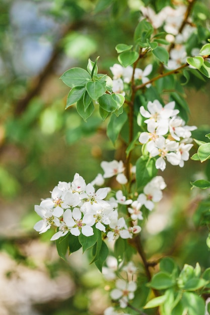 blühender Apfelbaum, Blumen, Zweig, Frühling, Bestäubung, Schönheit, Sommer und Garten