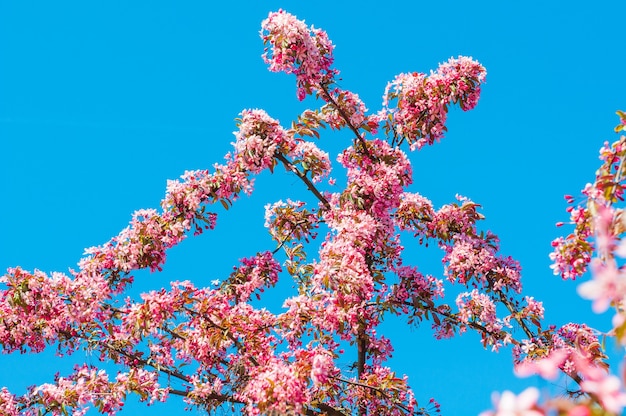 Blühender Apfelbaum der rosa Blumen gegen blauen Himmel