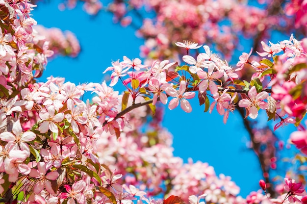 Blühender Apfelbaum der rosa Blumen gegen blauen Himmel