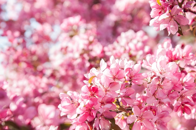 Blühender Apfelbaum der rosa Blumen