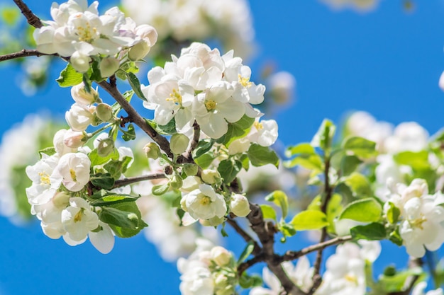 Blühender Apfelbaum des schönen Frühlinges