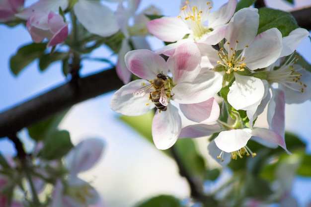 Blühender Apfelbaum Die Biene auf dem Apfelbaum,