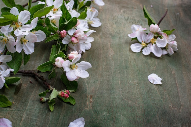 Blühender Apfelbaum. Frühlingshintergrund