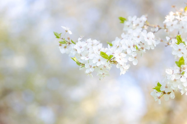 Blühender Apfelbaum gegen den blauen Himmel Selektiver Fokus Frühling Hintergrund für eine Postkarte