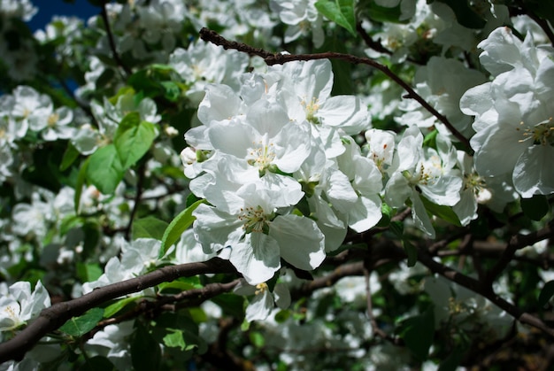 Blühender Apfelbaum gegen im Frühjahr