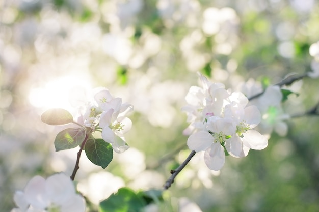 Blühender Apfelbaum im Frühjahr. Hintergrund der Blumen eines Apfelbaums.