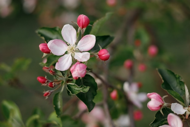 Blühender Apfelbaum im Frühjahr im Garten