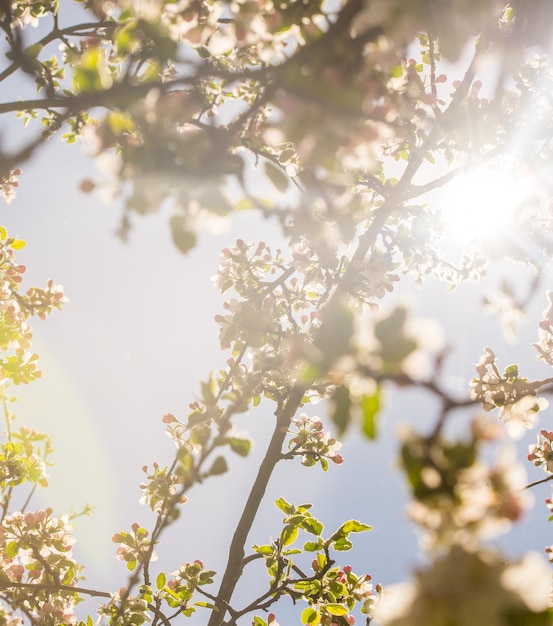 Blühender Apfelbaum im Frühjahr. Verschwommener Hintergrund der Natur