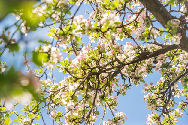 Blühender Apfelbaum im Frühjahr. Verschwommener Hintergrund der Natur