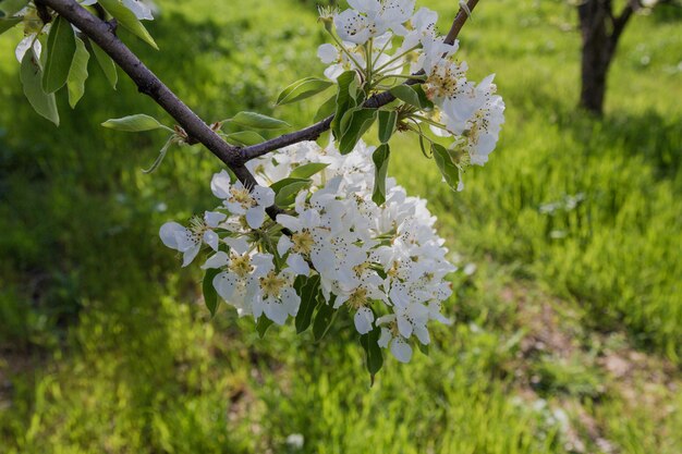 Blühender Apfelbaum im Frühjahr