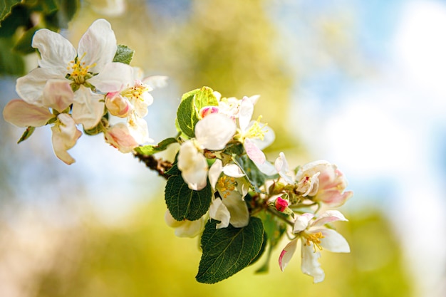 Blühender Apfelbaum im Frühling blühenden Garten oder Park