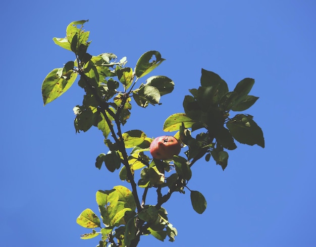 Blühender Apfelbaum im Frühling im Freien