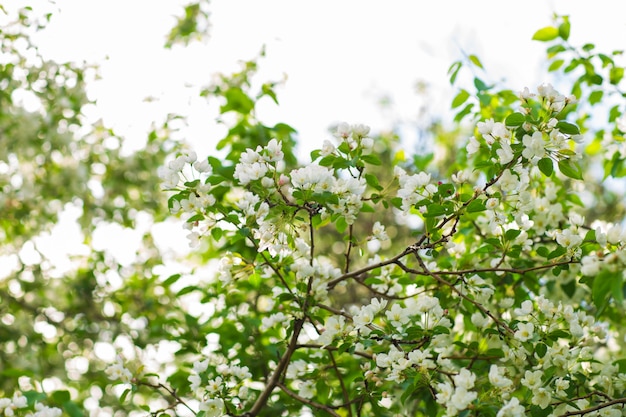 Blühender Apfelbaum im Frühling. Schöner Apfelbaumzweig