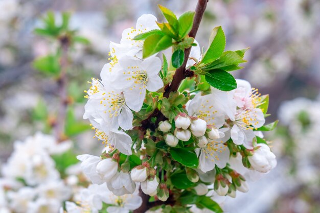 Blühender Apfelbaum im Frühling