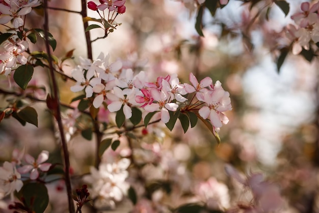 Blühender Apfelbaum im Frühling.