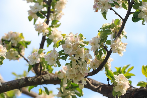 Blühender Apfelbaum im Frühlingsgarten Natürliche Textur der Blüte Close up of white flowers on a tree Against the blue sky