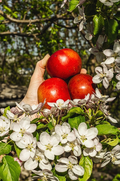 Blühender Apfelbaum im Garten Die Hände der Frau halten reife Äpfel Frühling saisonal