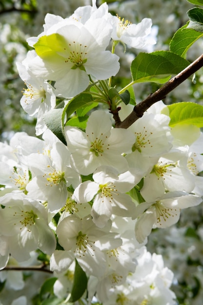 Blühender Apfelbaum im Garten Frühlingsblumen auf dem Baum Natürlicher Hintergrund