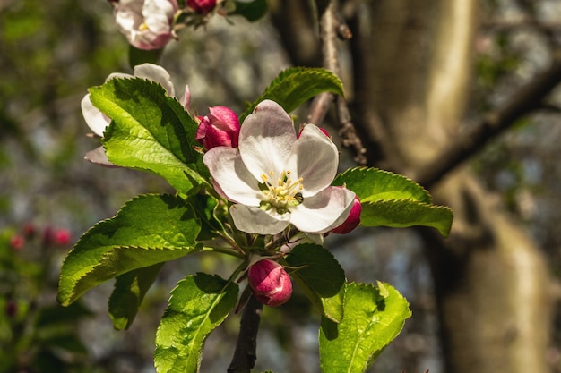 Blühender Apfelbaum im Garten Frühlingssaison für wachsende Pflanzen Gartenkonzept