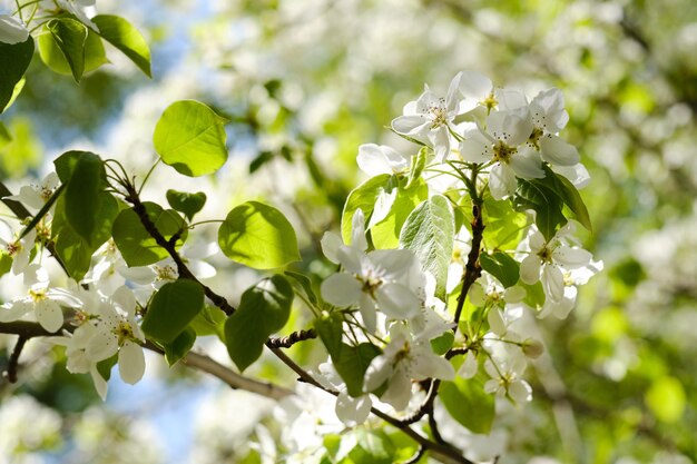 Blühender Apfelbaum mit leuchtend weißen Blüten im Frühjahr