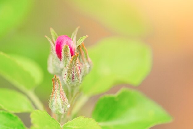 Blühender Apfelbaum mit roter Knospe, weicher Fokus auf den Blättern der Natur im Frühling