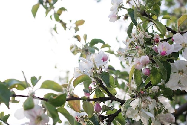 Blühender Apfelbaum mit strahlend weißen Blüten im zeitigen Frühjahr