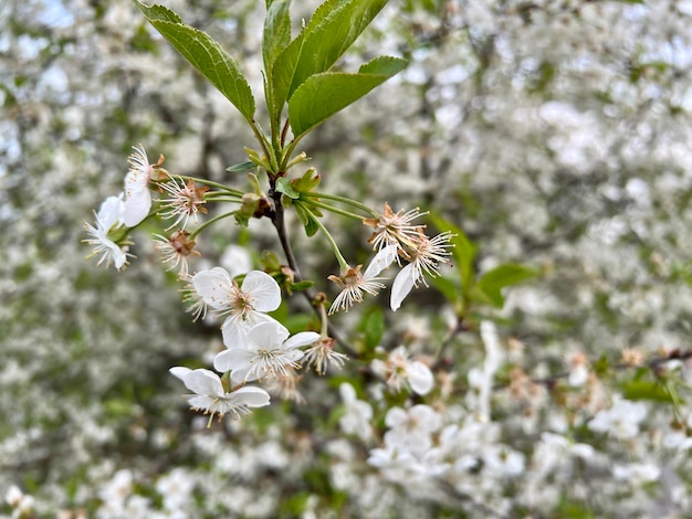 Blühender Apfelbaum zwischen Zweigen und Blättern