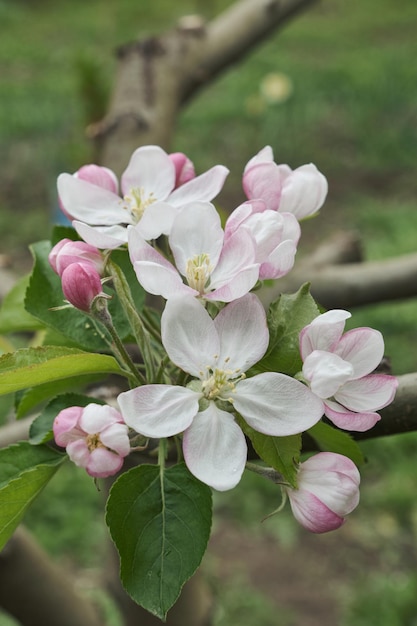 Foto blühender apfelbaum