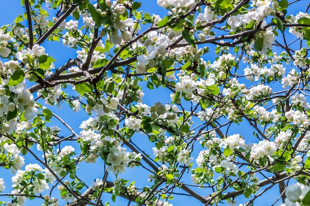 Blühender Apfelbaum