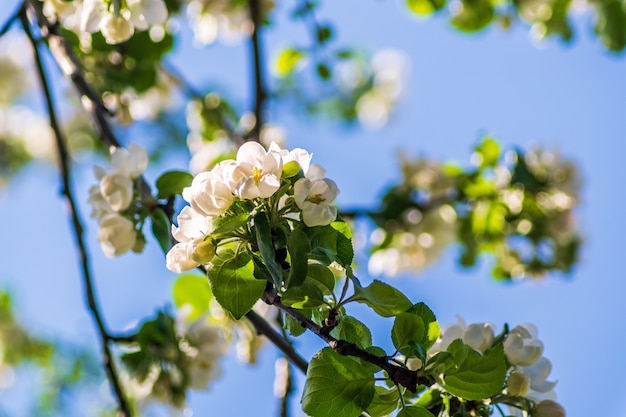 Blühender Apfelbaum