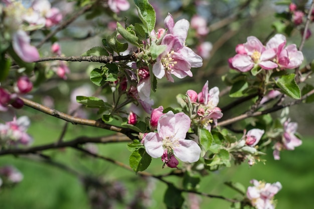 Blühender Apfelbaum