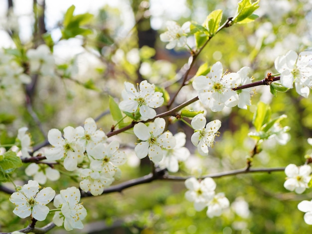 Blühender Apfelbaumzweig im Frühjahr