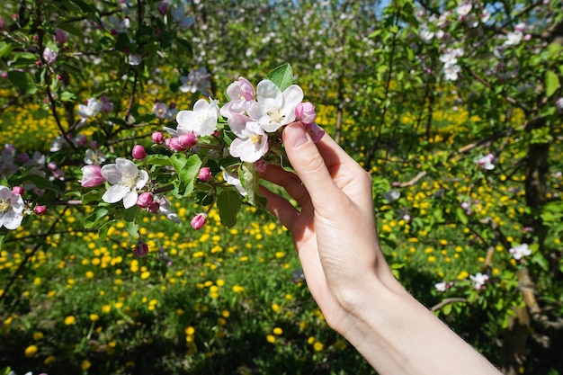 Blühender Apfelgarten im Frühjahr und junge femele Hand weibliche Maniküre Nahaufnahme