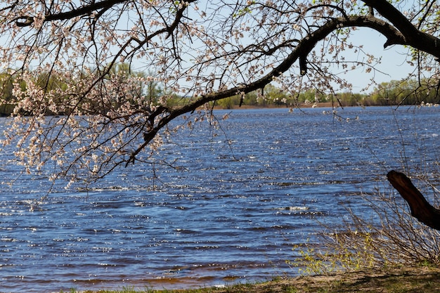 Blühender Aprikosenbaum am Flussufer