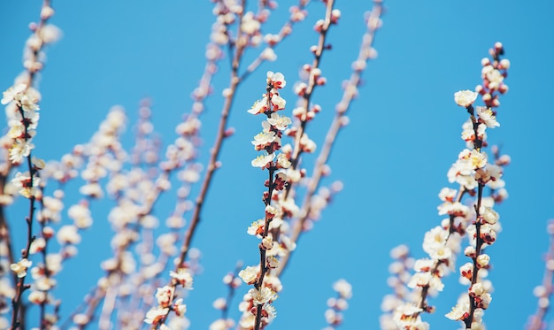 Blühender Aprikosenbaum im Garten