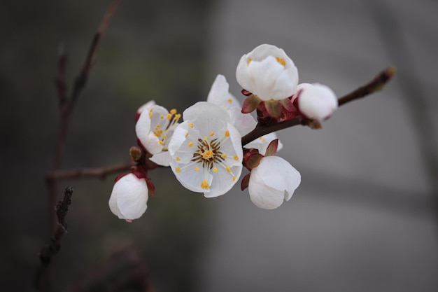 Blühender Aprikosenbaum. Schöne weiße Blumen.