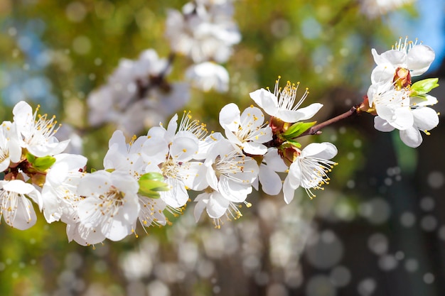 Blühender Aprikosenbaumzweig mit Bokeh. Frühlingskonzept