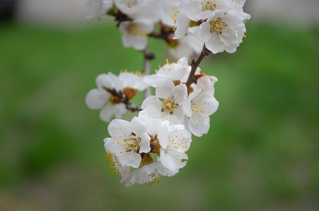 Blühender Aprikosenzweig im Frühlingsgarten Aprikosenanbau Gartenarbeit