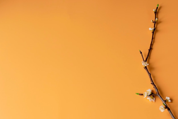 Blühender Ast auf einem orangefarbenen Hintergrund Frühlingsblumen Knospe und Blume Ostern