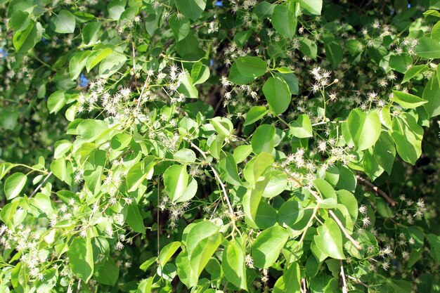 Blühender Baum aus Birne und grünen Blättern