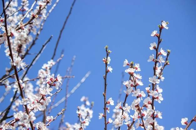 Blühender Baum bei Frühlingsbestäubung durch Bienen