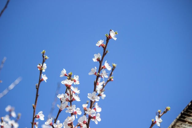 Blühender Baum bei Frühlingsbestäubung durch Bienen