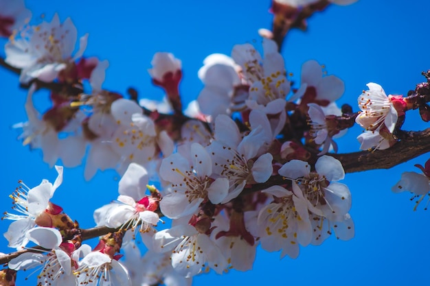 Blühender Baum bei Frühlingsbestäubung durch Bienen