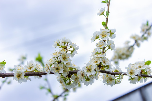 Blühender Baum bei Frühlingsbestäubung durch Bienen