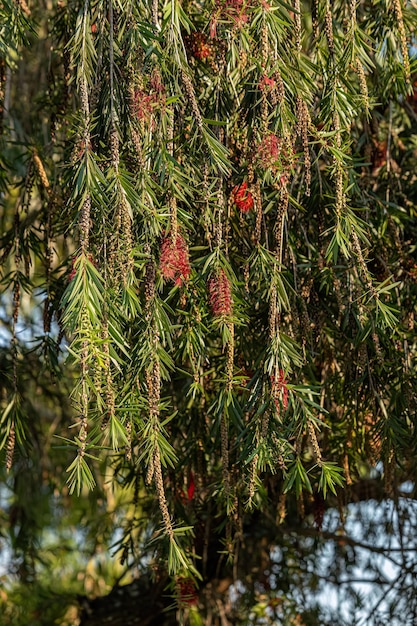 Blühender Baum der Flaschenbürste