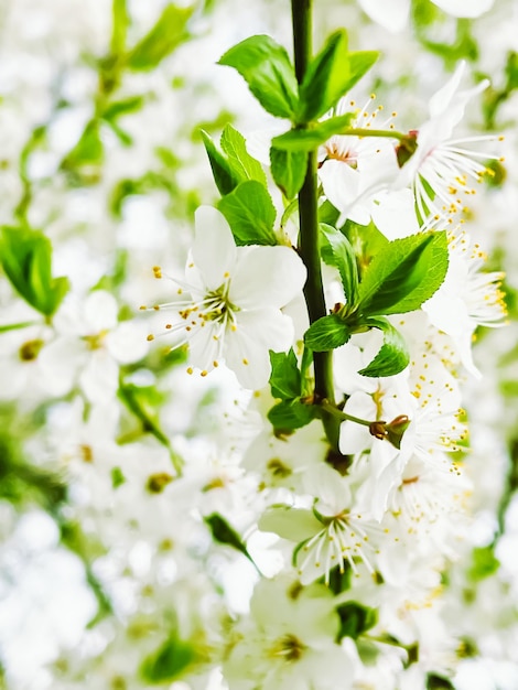 Blühender Baum im Frühjahr Gartenblumenblüte auf Ast Schönheit im Natur- und Landwirtschaftskonzept