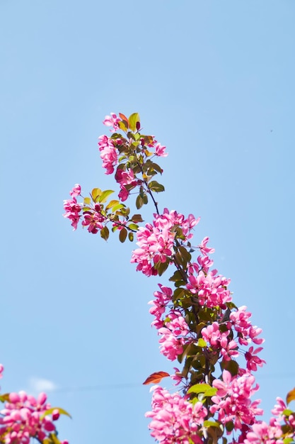 Blühender Baum im Frühjahr mit Blumen Naturhintergrund mit Sonnenlicht Bokeh