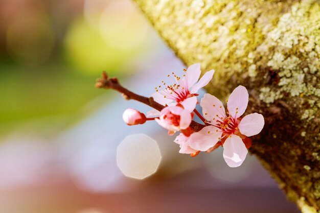 Blühender Baum im Frühling mit rosa Blumen